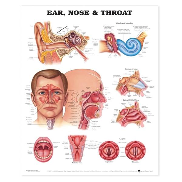 Chart Anatomical Ears/Nose/Throat 20x26\